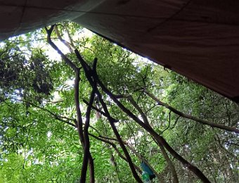 250720紅櫸木野外求生2日